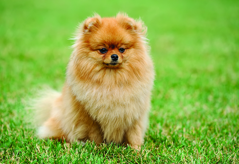 The Best PetFriendly Senior Housing Near Fort Worth, TX Morada Senior Living